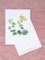 Preview: Premium Postkarte "Frauenmantel"